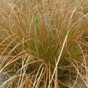 Carex testacea